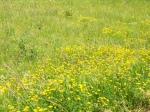 Wild Flowers on Paul Bunyan Trail