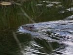 Otter in Marsh on Shingobe Connector