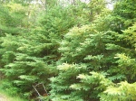 Northern Pines
