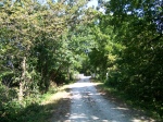 Tree Canopied Trail