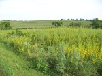 Wildflowers & Corn Fields